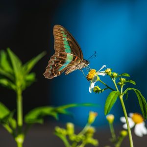 Photography for Book Covers